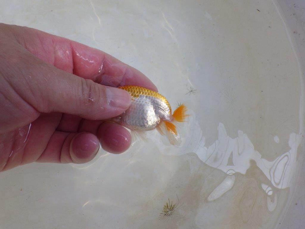 【 激熱！！】派手な印象を受ける更紗らんちゅう　約8ｃｍ　西大関系統　　期間限定販売