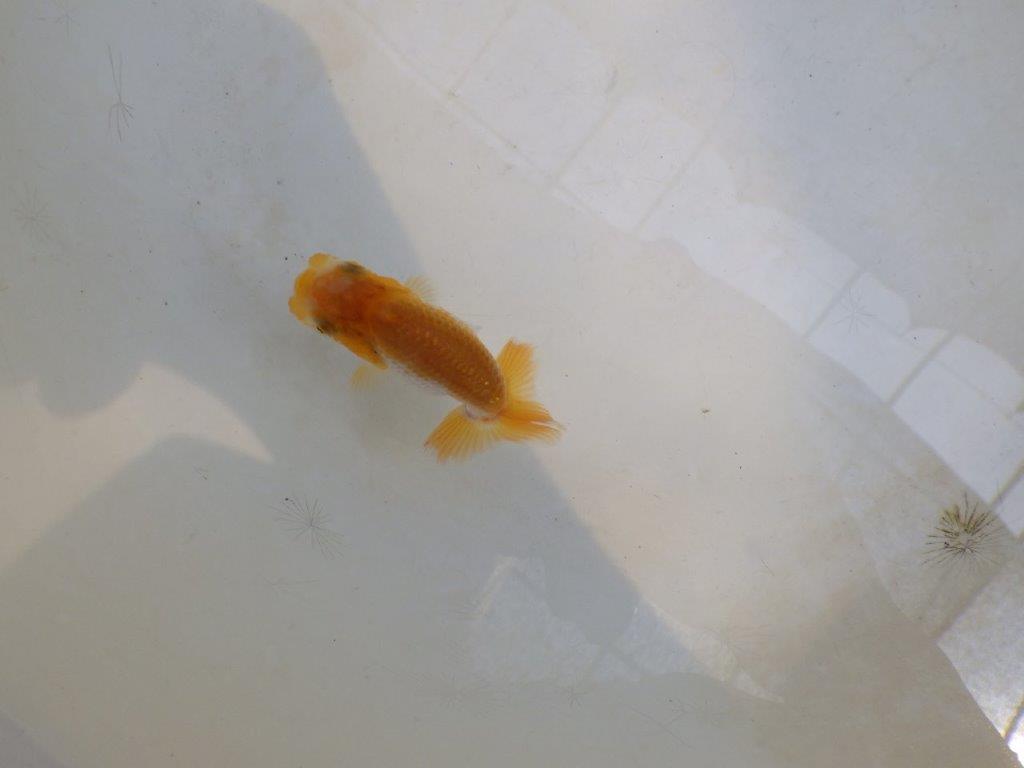 【 激熱！！】サイズアップで研究会！更紗らんちゅう　約6,5ｃｍ　西大関系統　　期間限定販売