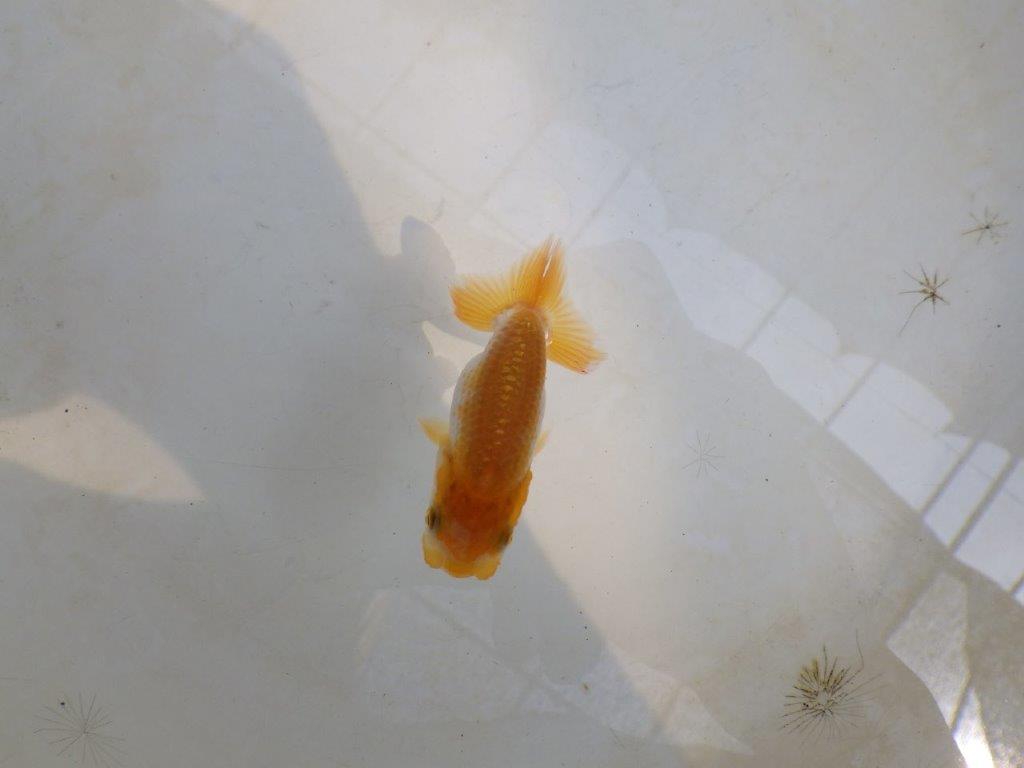 【 激熱！！】サイズアップで研究会！更紗らんちゅう　約6,5ｃｍ　西大関系統　　期間限定販売