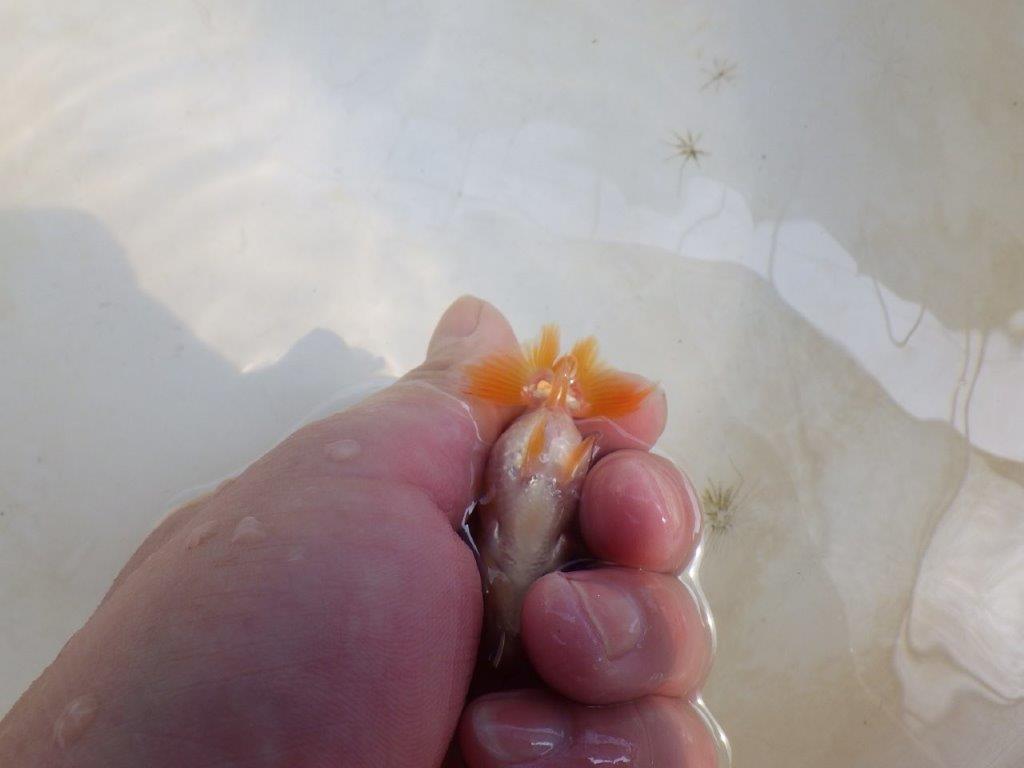 【 激熱！！】サイズアップで研究会！更紗らんちゅう　約6,5ｃｍ　西大関系統　　期間限定販売