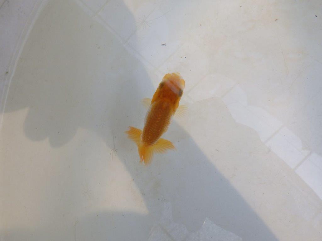 【 激熱！！】サイズアップで研究会！更紗らんちゅう　約6,5ｃｍ　西大関系統　　期間限定販売