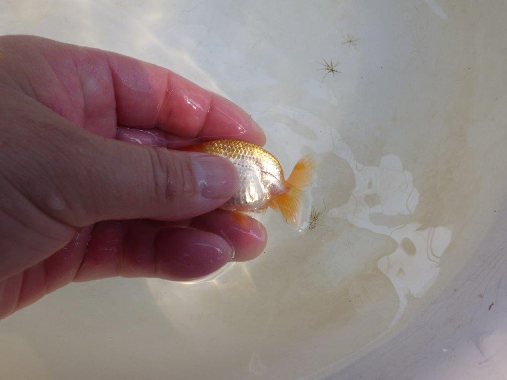 【 激熱！！】サイズアップで研究会！更紗らんちゅう　約6,5ｃｍ　西大関系統　　期間限定販売