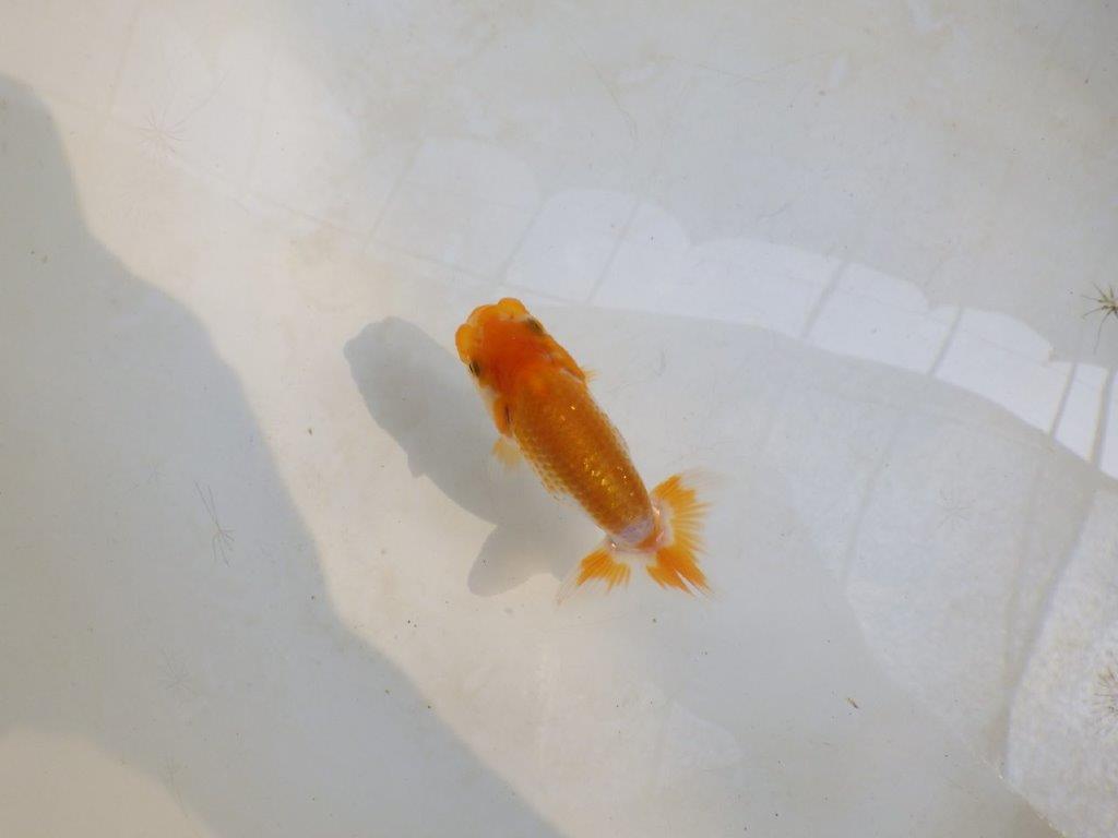 【 激熱！！】秋の仕上がりが楽しみな更紗らんちゅう　約8,5ｃｍ　西大関系統　　期間限定販売