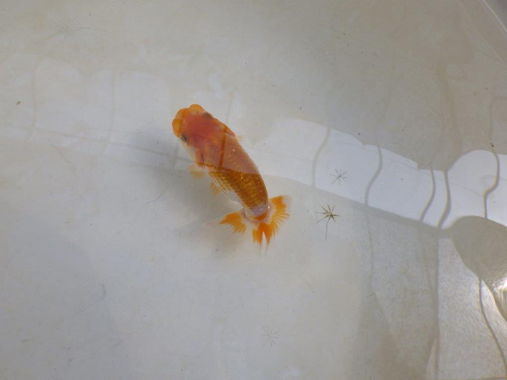 【 激熱！！】秋の仕上がりが楽しみな更紗らんちゅう　約8,5ｃｍ　西大関系統　　期間限定販売