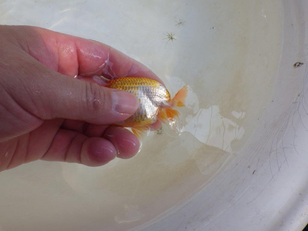 【 激熱！！】秋の仕上がりが楽しみな更紗らんちゅう　約8,5ｃｍ　西大関系統　　期間限定販売