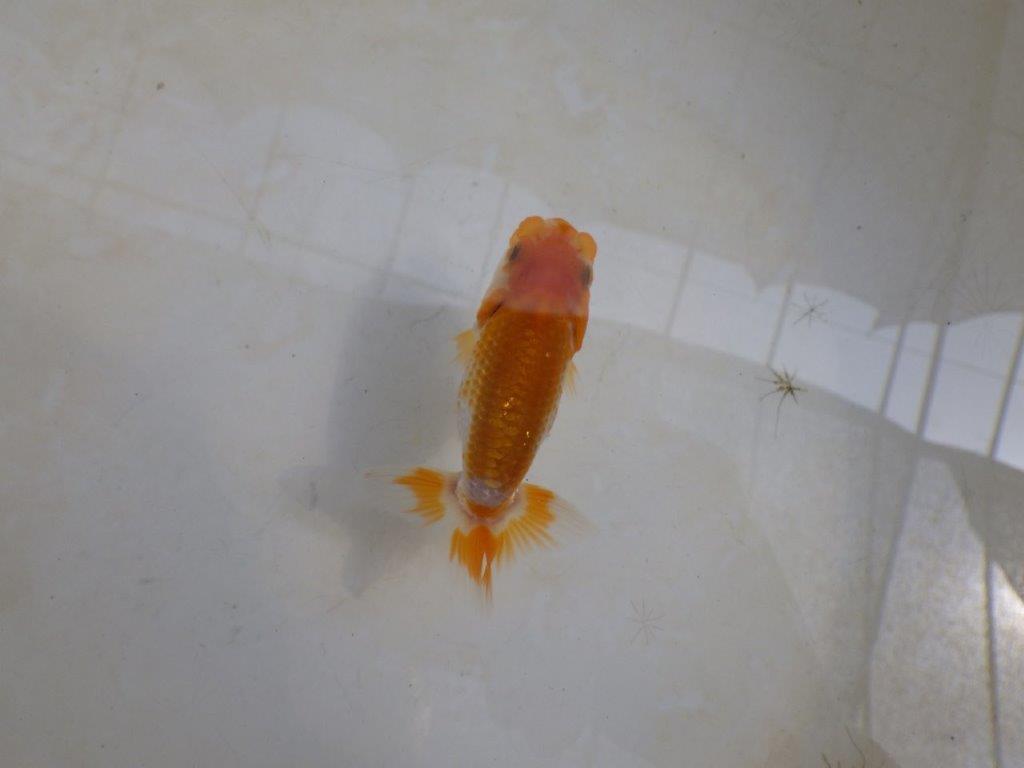 【 激熱！！】秋の仕上がりが楽しみな更紗らんちゅう　約8,5ｃｍ　西大関系統　　期間限定販売