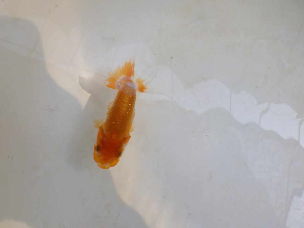 【 激熱！！】秋の仕上がりが楽しみな更紗らんちゅう　約8,5ｃｍ　西大関系統　　期間限定販売