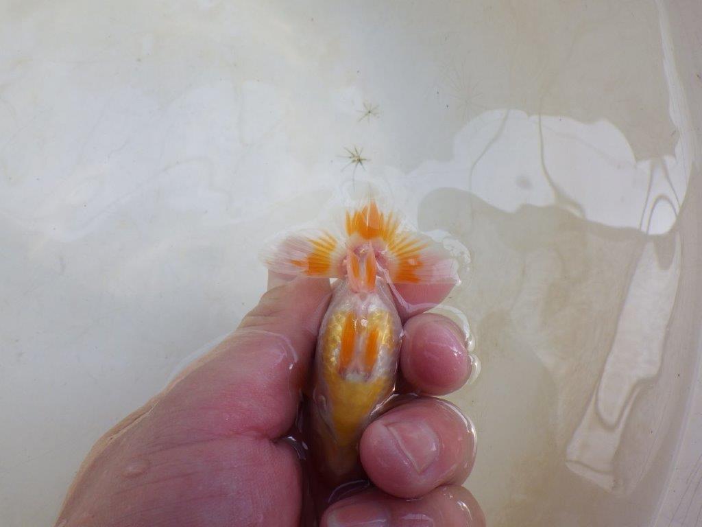 【 激熱！！】秋の仕上がりが楽しみな更紗らんちゅう　約8,5ｃｍ　西大関系統　　期間限定販売