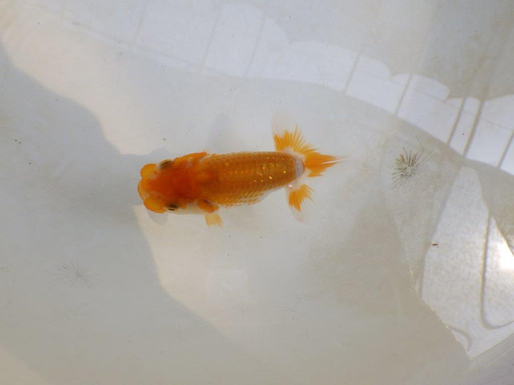 【 激熱！！】秋の仕上がりが楽しみな更紗らんちゅう　約8,5ｃｍ　西大関系統　　期間限定販売
