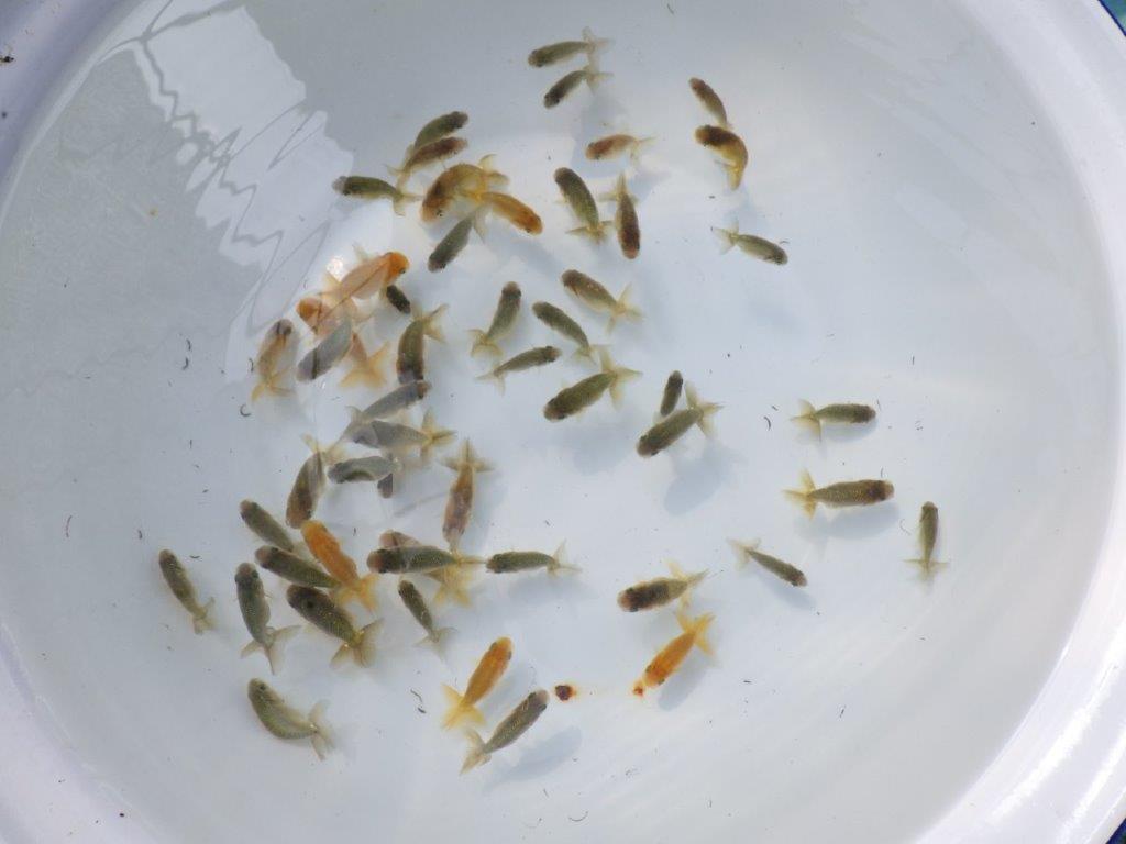 【 らんちゅう飼育チャレンジ！！】初めて飼育する方にお勧めの８尾セット　限定４セット　全国大会優等賞獲得系統