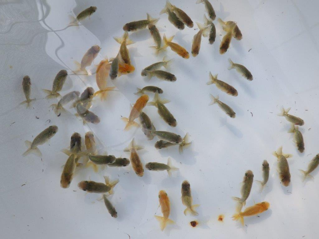 【 らんちゅう飼育チャレンジ！！】初めて飼育する方にお勧めの８尾セット　限定４セット　全国大会優等賞獲得系統