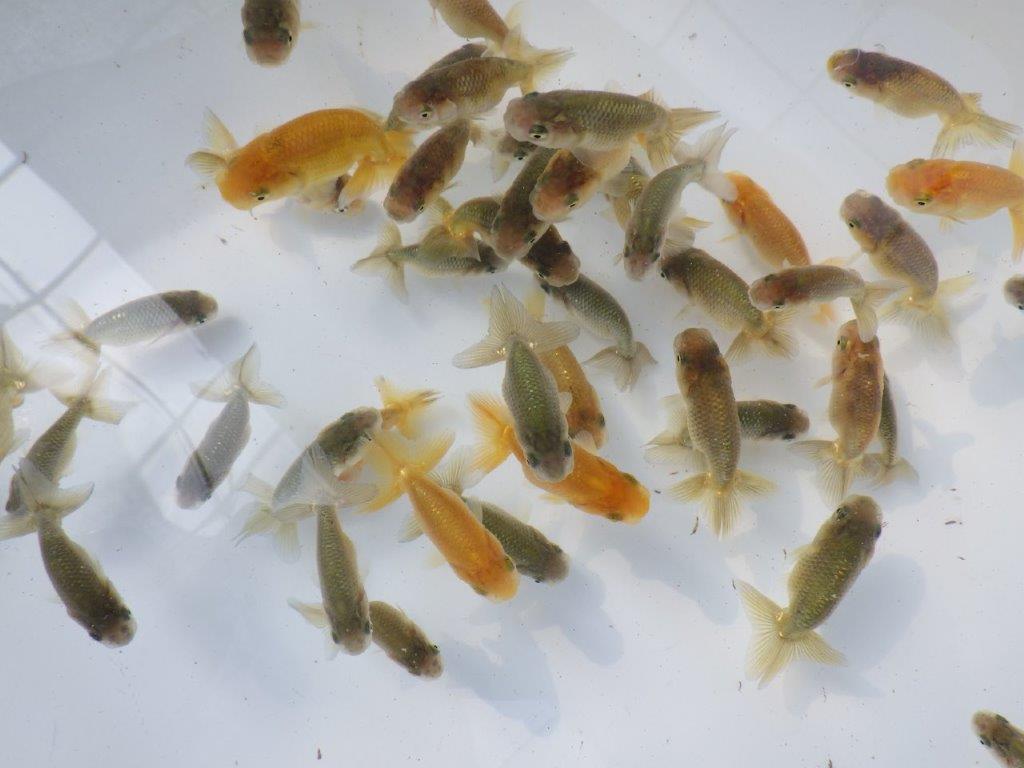 【 らんちゅう飼育チャレンジ！！】初めて飼育する方にお勧めの８尾セット　限定４セット　全国大会優等賞獲得系統