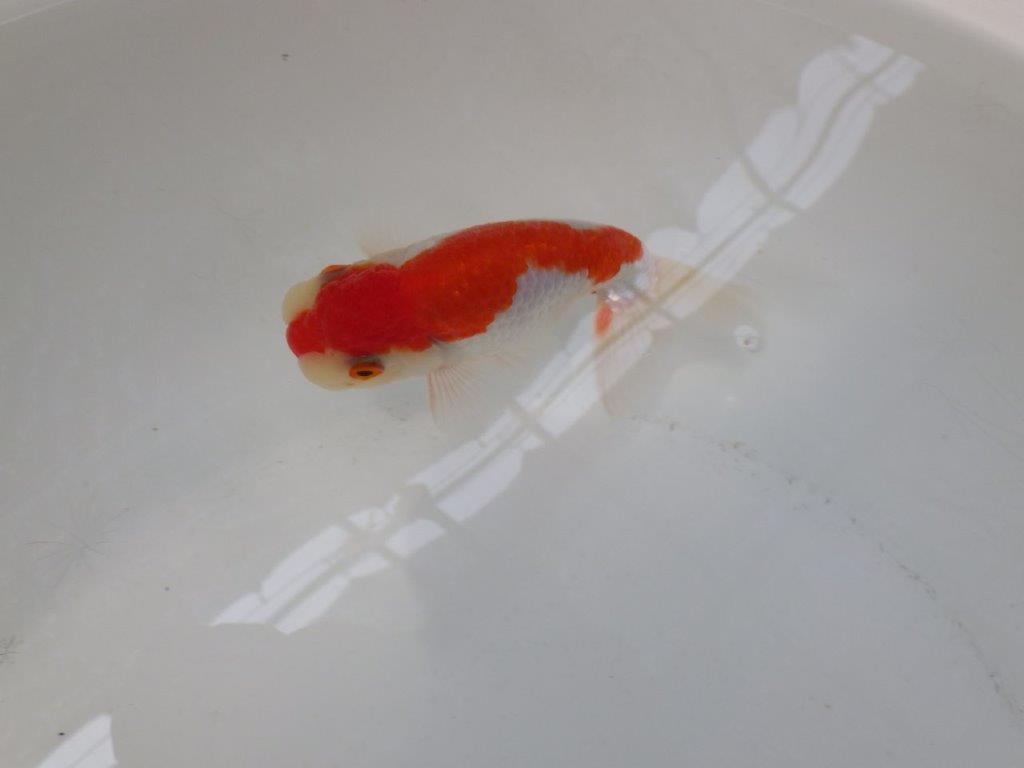 【なおちん金魚氏】白地に赤が映える更紗二歳らんちゅう約12㎝オス