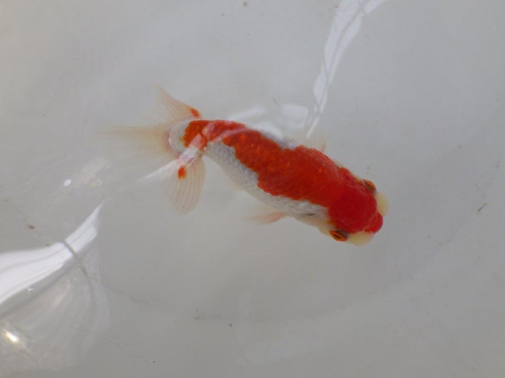 【なおちん金魚氏】白地に赤が映える更紗二歳らんちゅう約12㎝オス