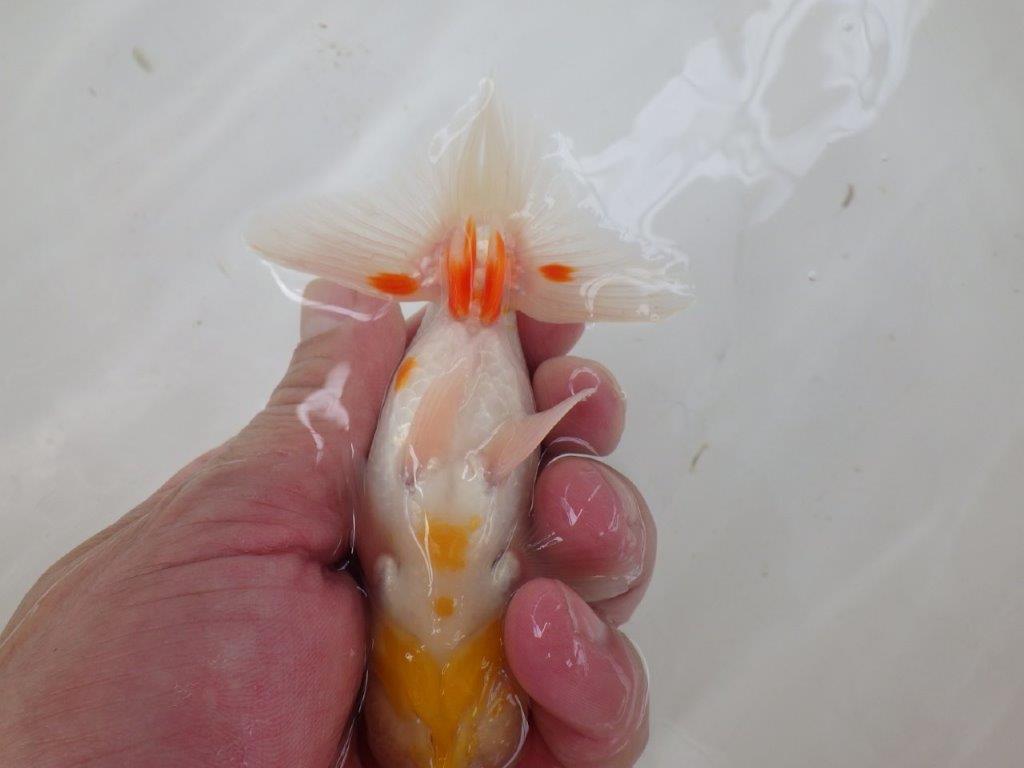 【なおちん金魚氏】白地に赤が映える更紗二歳らんちゅう約12㎝オス