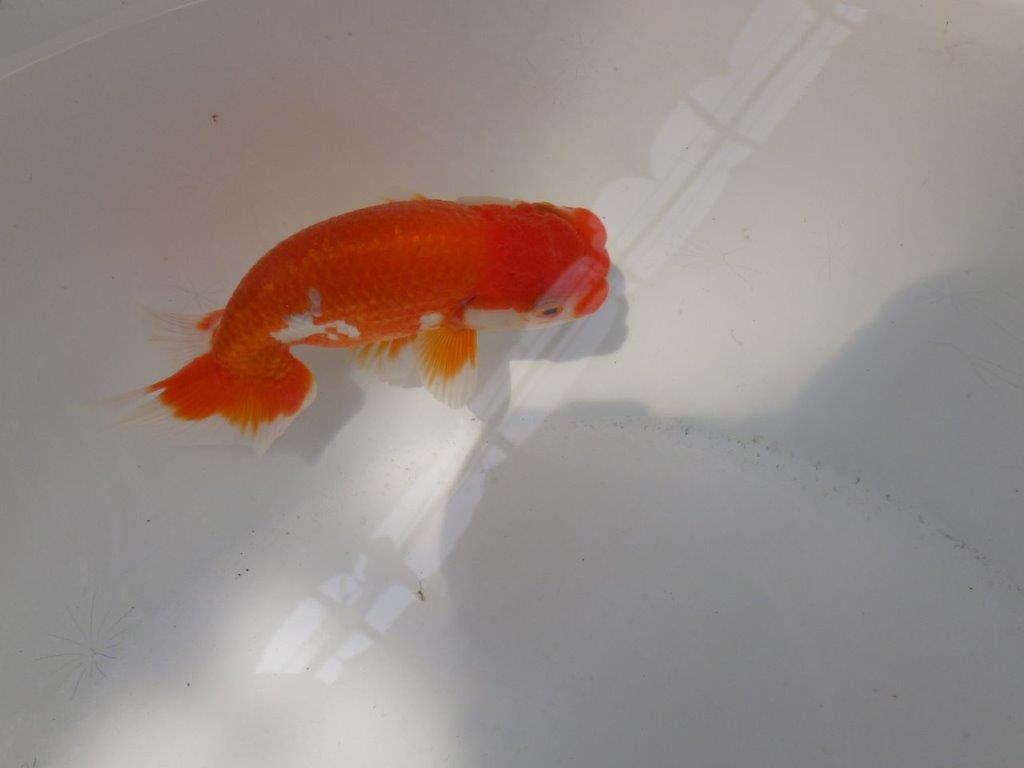 【なおちん金魚氏】少し変わった柄が楽しめる二歳らんちゅう約12㎝オス