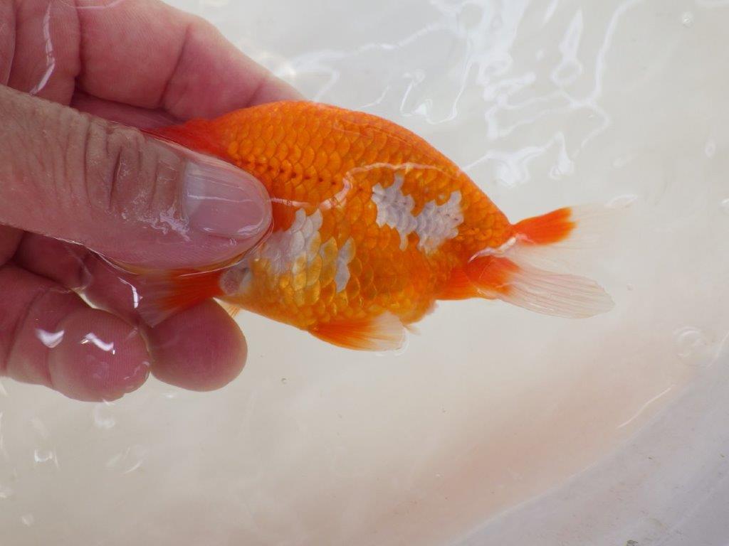 【なおちん金魚氏】少し変わった柄が楽しめる二歳らんちゅう約12㎝オス