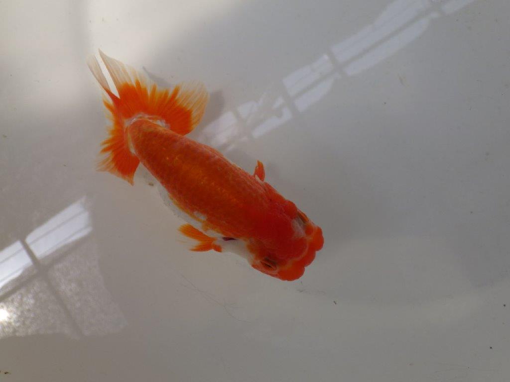 【なおちん金魚氏】上見も横見も楽しめる二歳らんちゅう約13㎝メス？