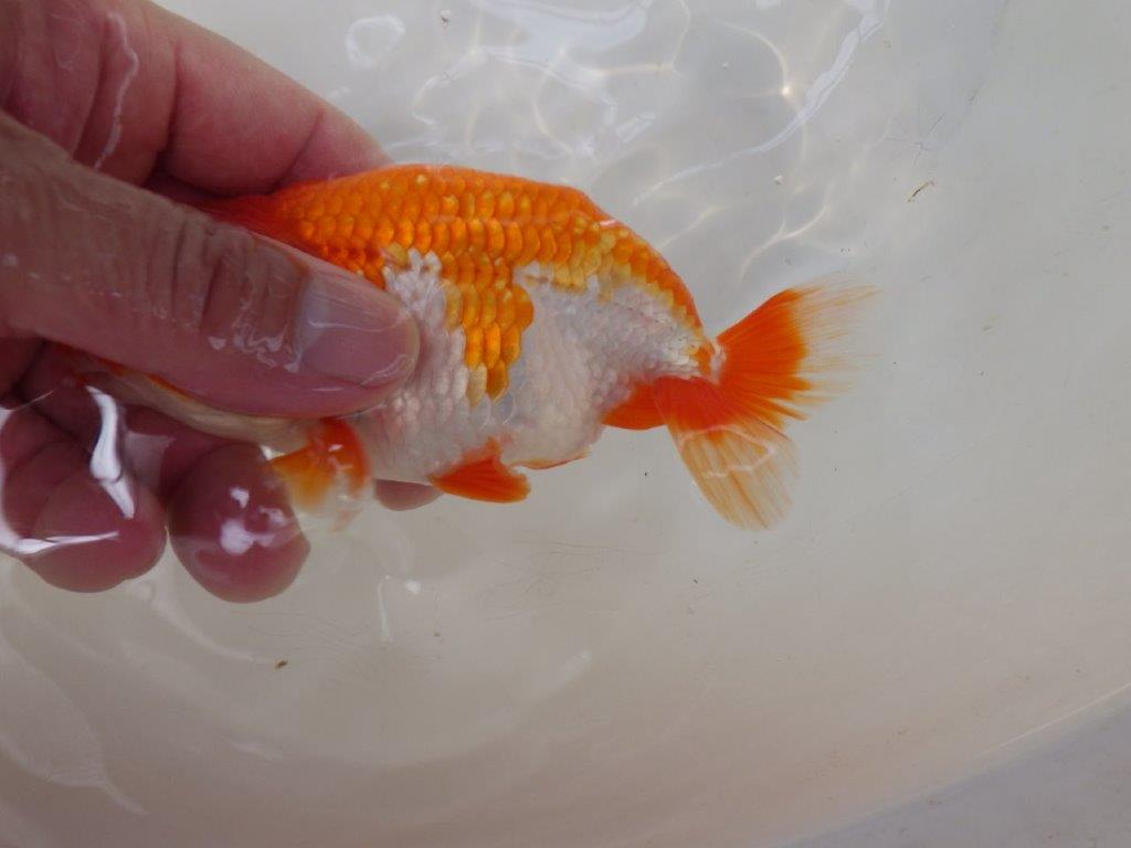 【なおちん金魚氏】上見も横見も楽しめる二歳らんちゅう約13㎝メス？