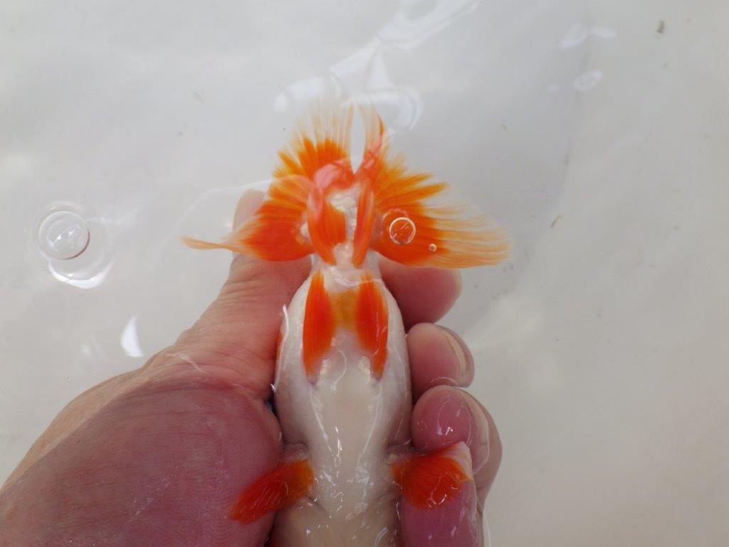 【なおちん金魚氏】上見も横見も楽しめる二歳らんちゅう約13㎝メス？