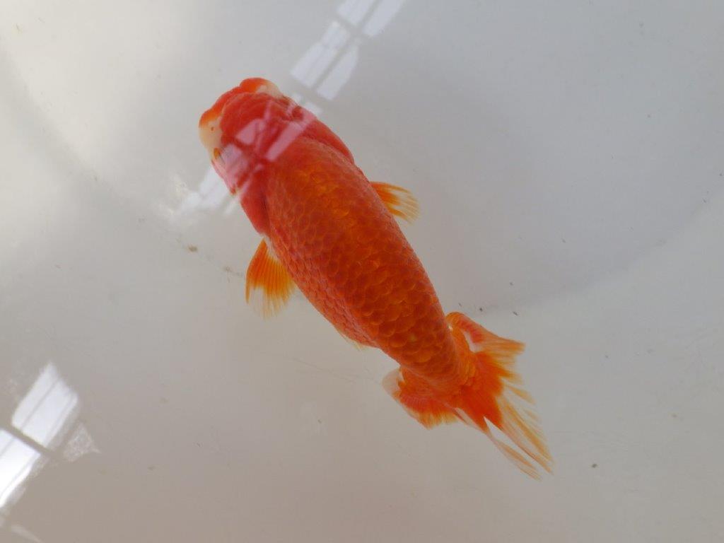 【なおちん金魚氏】背が綺麗で水槽映え二歳らんちゅう約13㎝オス