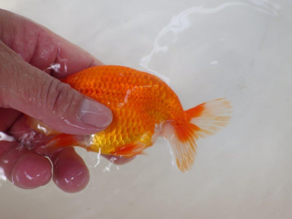 【なおちん金魚氏】背が綺麗で水槽映え二歳らんちゅう約13㎝オス