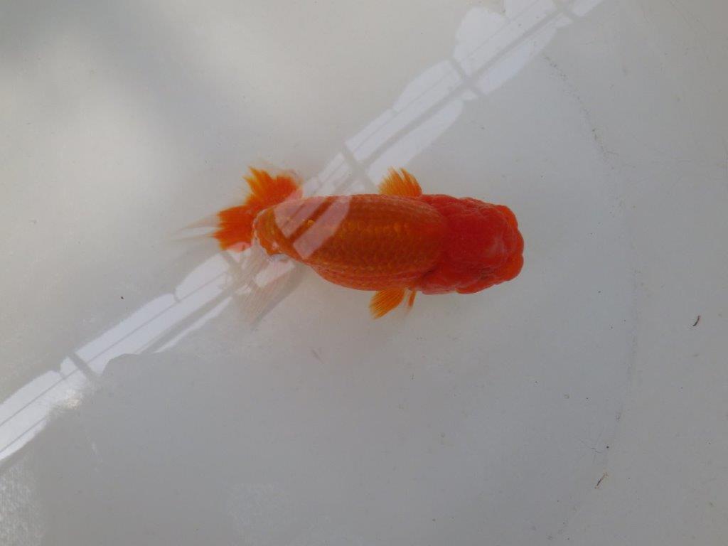 【なおちん金魚氏】ご鑑賞お勧め二歳らんちゅう約12,5㎝オス