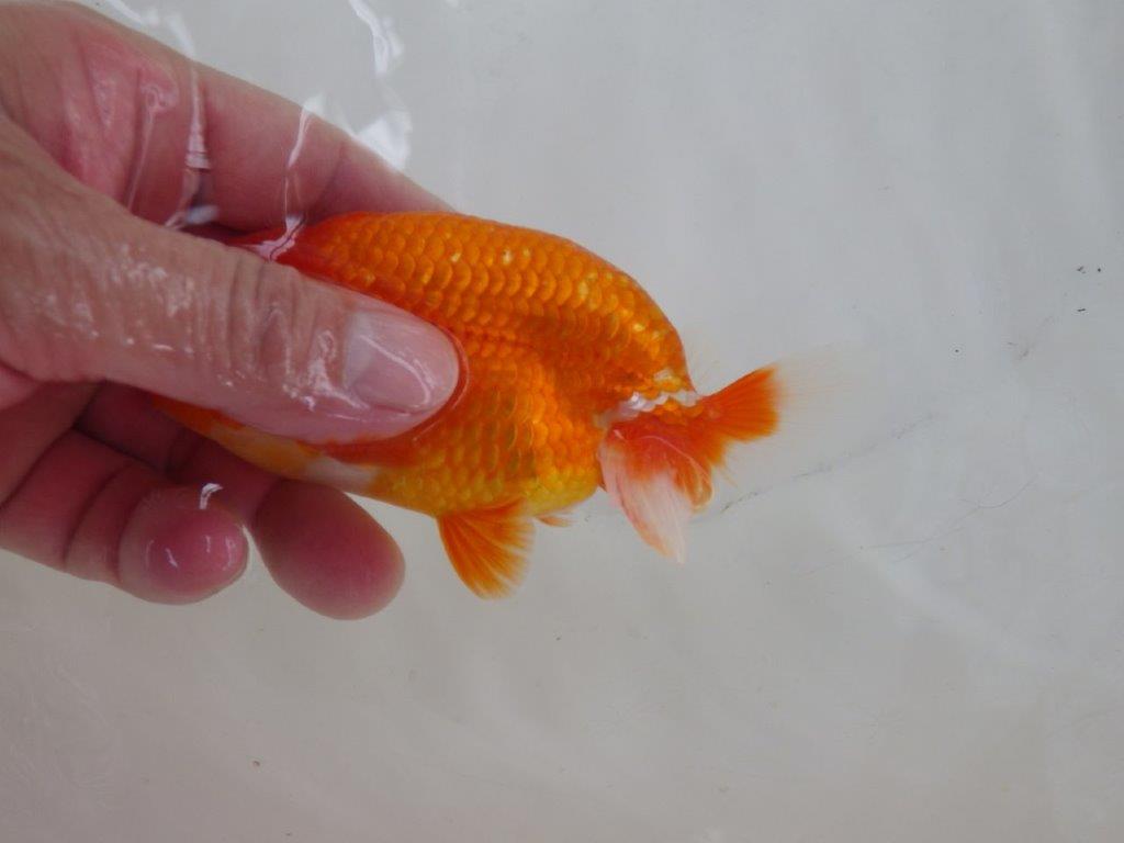 【なおちん金魚氏】ご鑑賞お勧め二歳らんちゅう約12,5㎝オス
