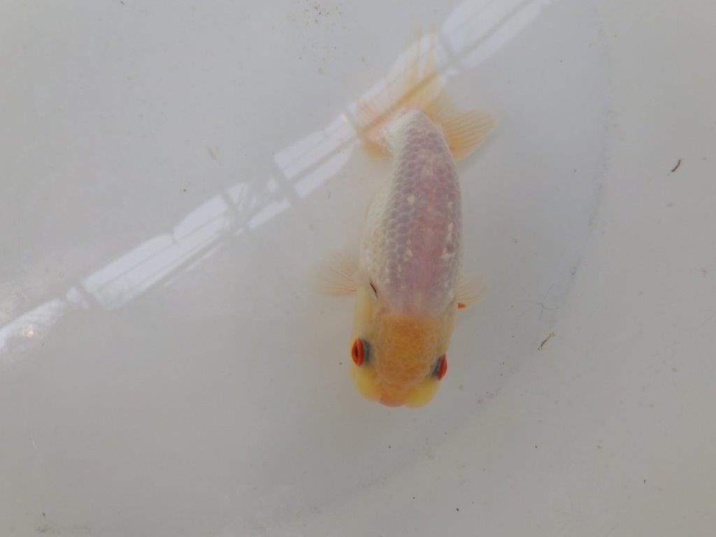 【なおちん金魚氏】レア!背のラインが綺麗な白!二歳らんちゅう約12㎝オス