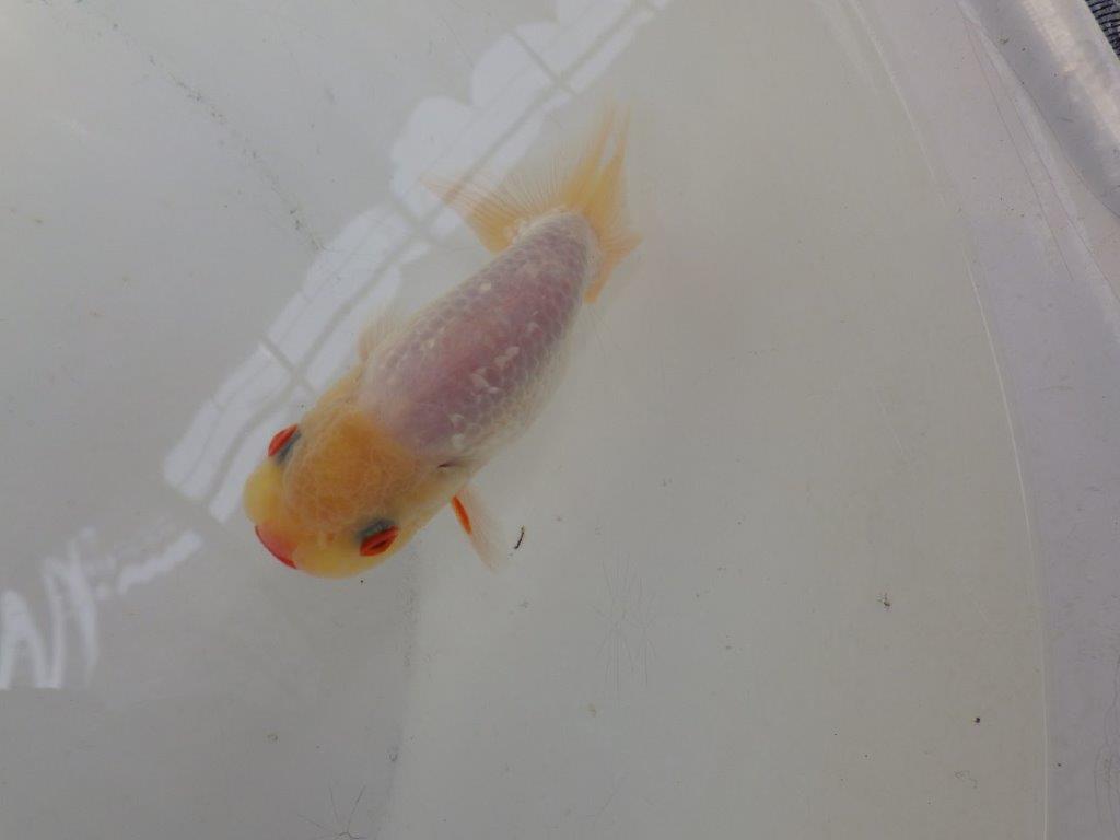 【なおちん金魚氏】レア!背のラインが綺麗な白!二歳らんちゅう約12㎝オス
