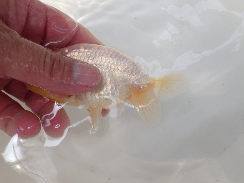 【なおちん金魚氏】レア!背のラインが綺麗な白!二歳らんちゅう約12㎝オス