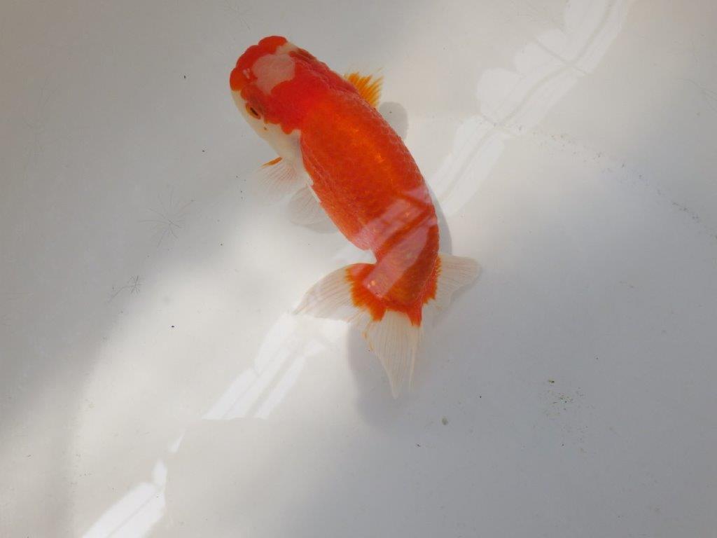 【なおちん金魚氏】大きめサイズの横見が楽しめる二歳らんちゅう約14,5㎝メス?