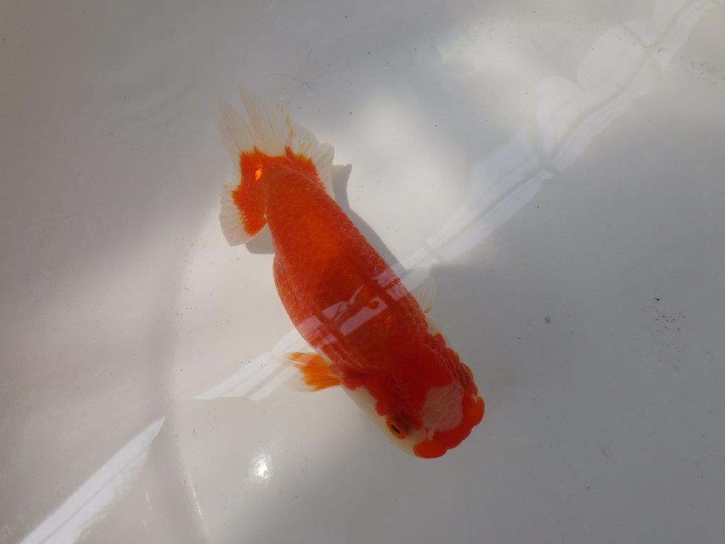 【なおちん金魚氏】大きめサイズの横見が楽しめる二歳らんちゅう約14,5㎝メス?