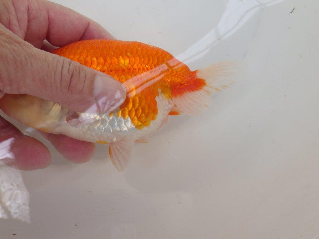 【なおちん金魚氏】大きめサイズの横見が楽しめる二歳らんちゅう約14,5㎝メス?