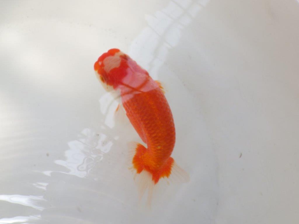 【なおちん金魚氏】大きめサイズの横見が楽しめる二歳らんちゅう約14,5㎝メス?