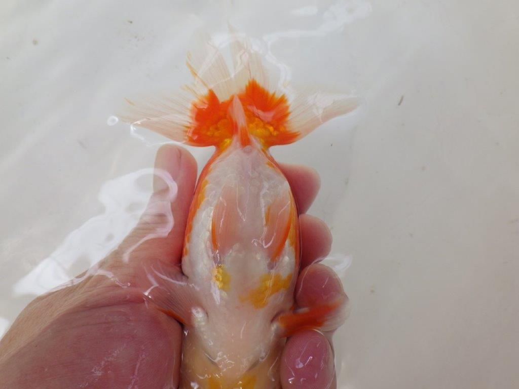 【なおちん金魚氏】大きめサイズの横見が楽しめる二歳らんちゅう約14,5㎝メス?