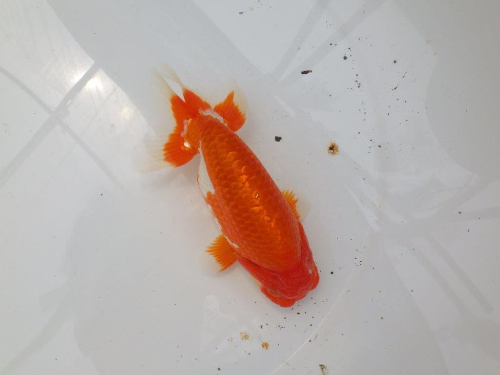 【なおちん金魚氏】素晴らしい尾型・尾構えの二歳らんちゅう約15㎝オス