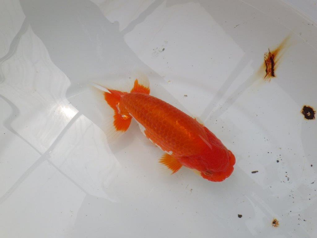 【なおちん金魚氏】素晴らしい尾型・尾構えの二歳らんちゅう約15㎝オス