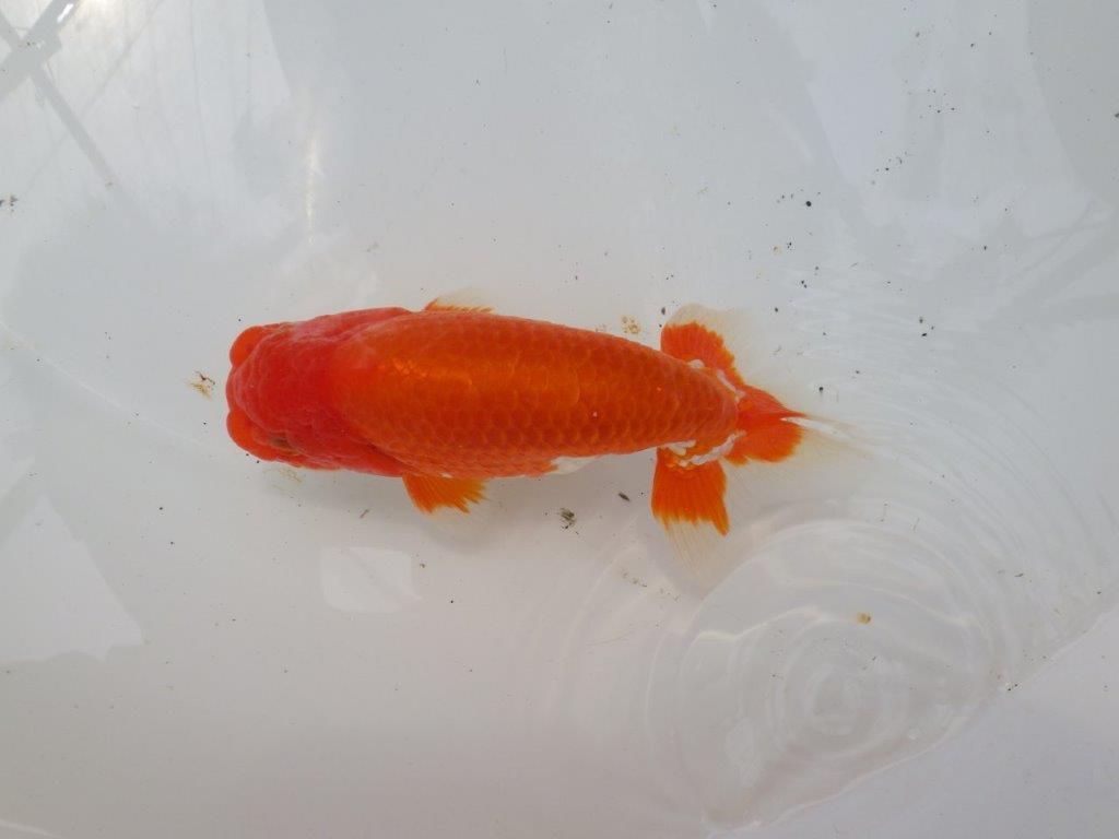 【なおちん金魚氏】素晴らしい尾型・尾構えの二歳らんちゅう約15㎝オス