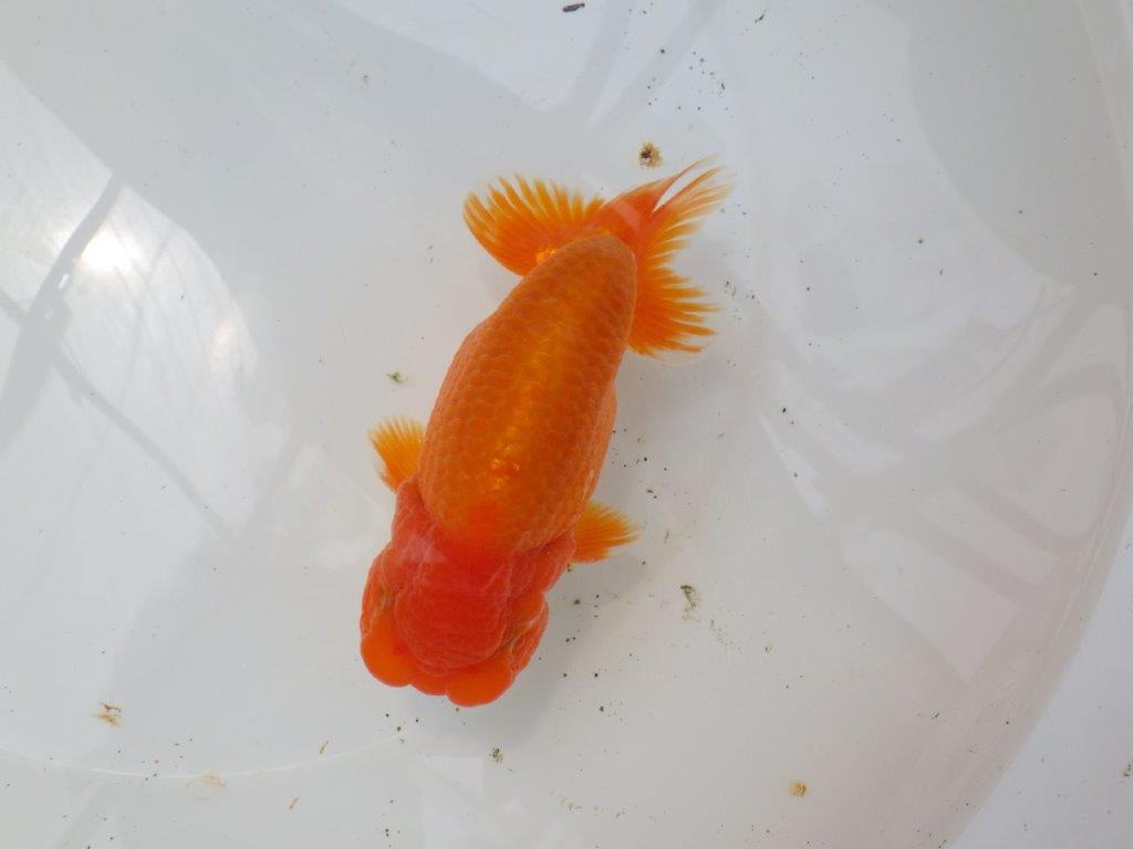 【なおちん金魚氏】幅がありしっかりした体系の二歳らんちゅう約15㎝オス