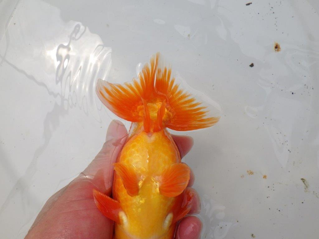 【なおちん金魚氏】幅がありしっかりした体系の二歳らんちゅう約15㎝オス