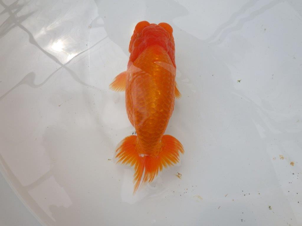 【なおちん金魚氏】幅がありしっかりした体系の二歳らんちゅう約15㎝オス