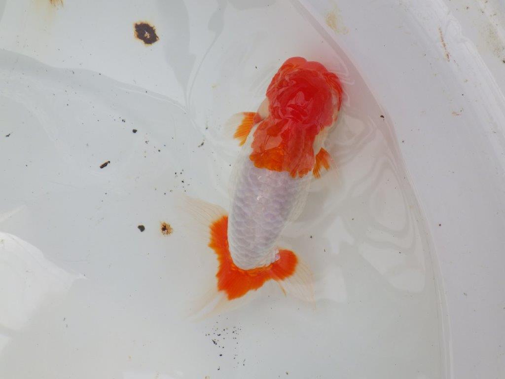 【なおちん金魚氏】メンカブリ系の美しい柄が楽しめる二歳らんちゅう約14,5㎝オス