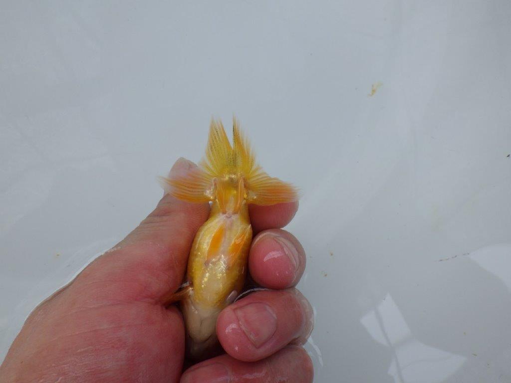 【 超レア系統！】色揚がりが楽しみな更紗らんちゅう　約9ｃｍ　岡山、高尾氏系統