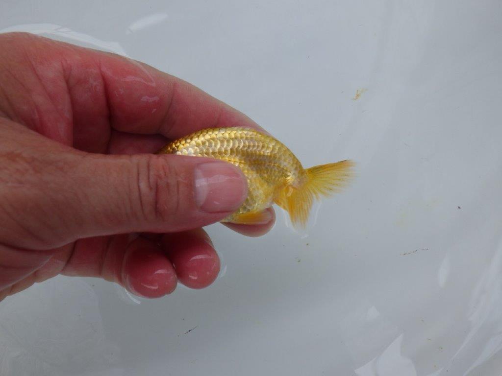 【 超レア系統！】色揚がりが楽しみな更紗らんちゅう　約9ｃｍ　岡山、高尾氏系統