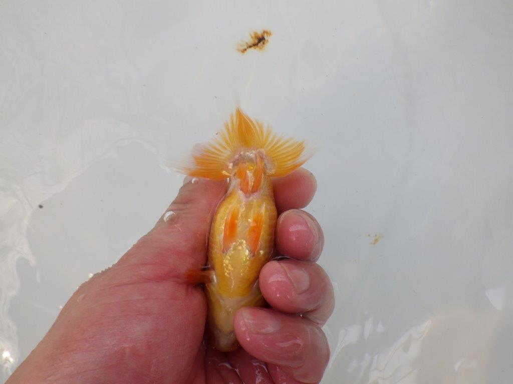 【 超レア系統！】横見がお勧めな更紗らんちゅう　約10ｃｍ　岡山、高尾氏系統