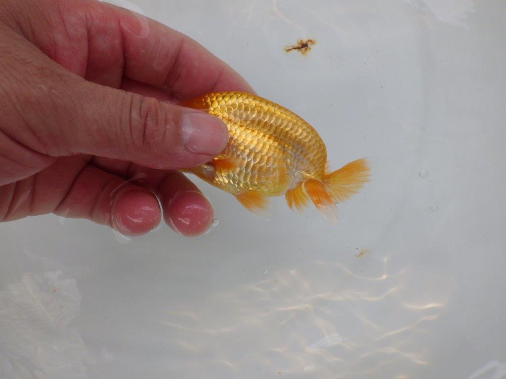 【 超レア系統！】横見がお勧めな更紗らんちゅう　約10ｃｍ　岡山、高尾氏系統