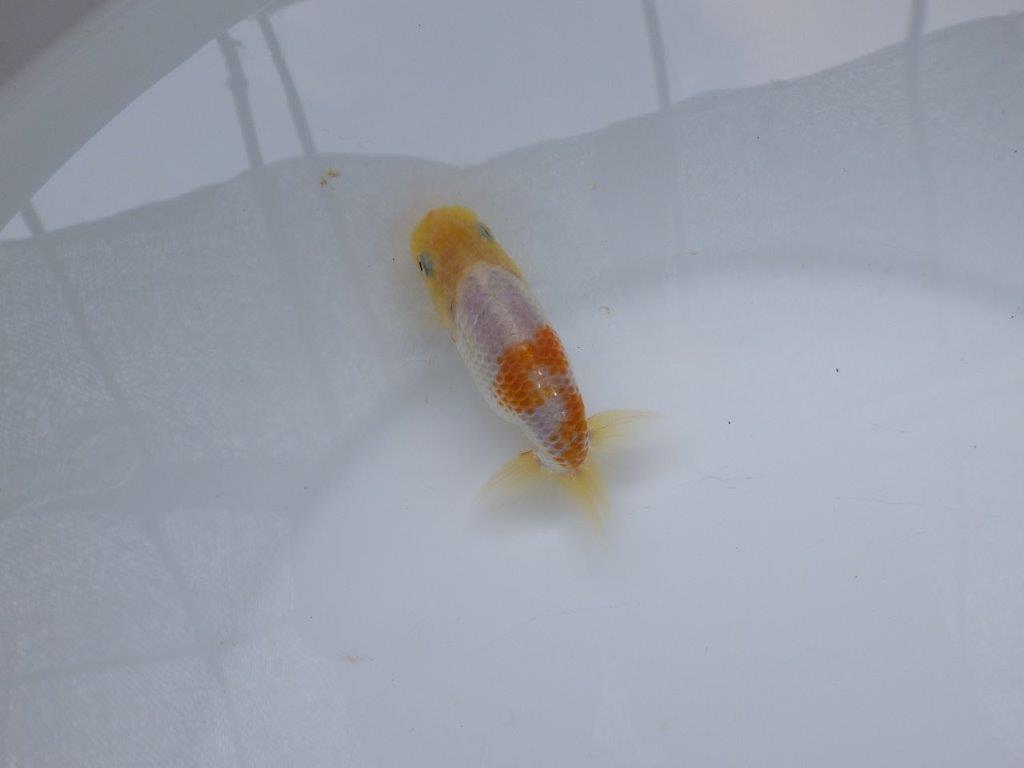 【 超レア系統！】尾型が良く背も綺麗な更紗らんちゅう　約9ｃｍ　岡山、高尾氏系統