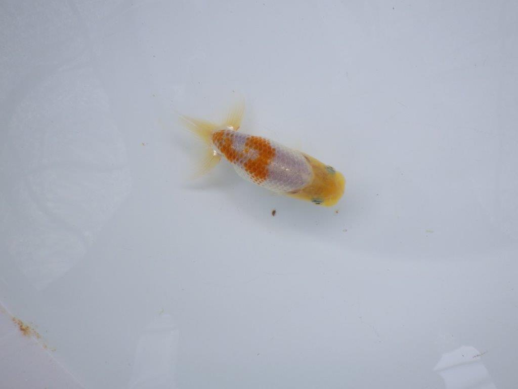 【 超レア系統！】尾型が良く背も綺麗な更紗らんちゅう　約9ｃｍ　岡山、高尾氏系統