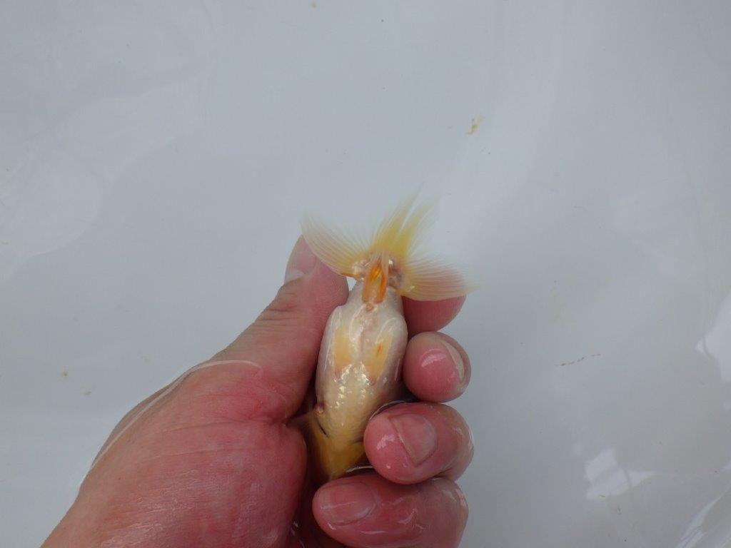 【 超レア系統！】尾型が良く背も綺麗な更紗らんちゅう　約9ｃｍ　岡山、高尾氏系統